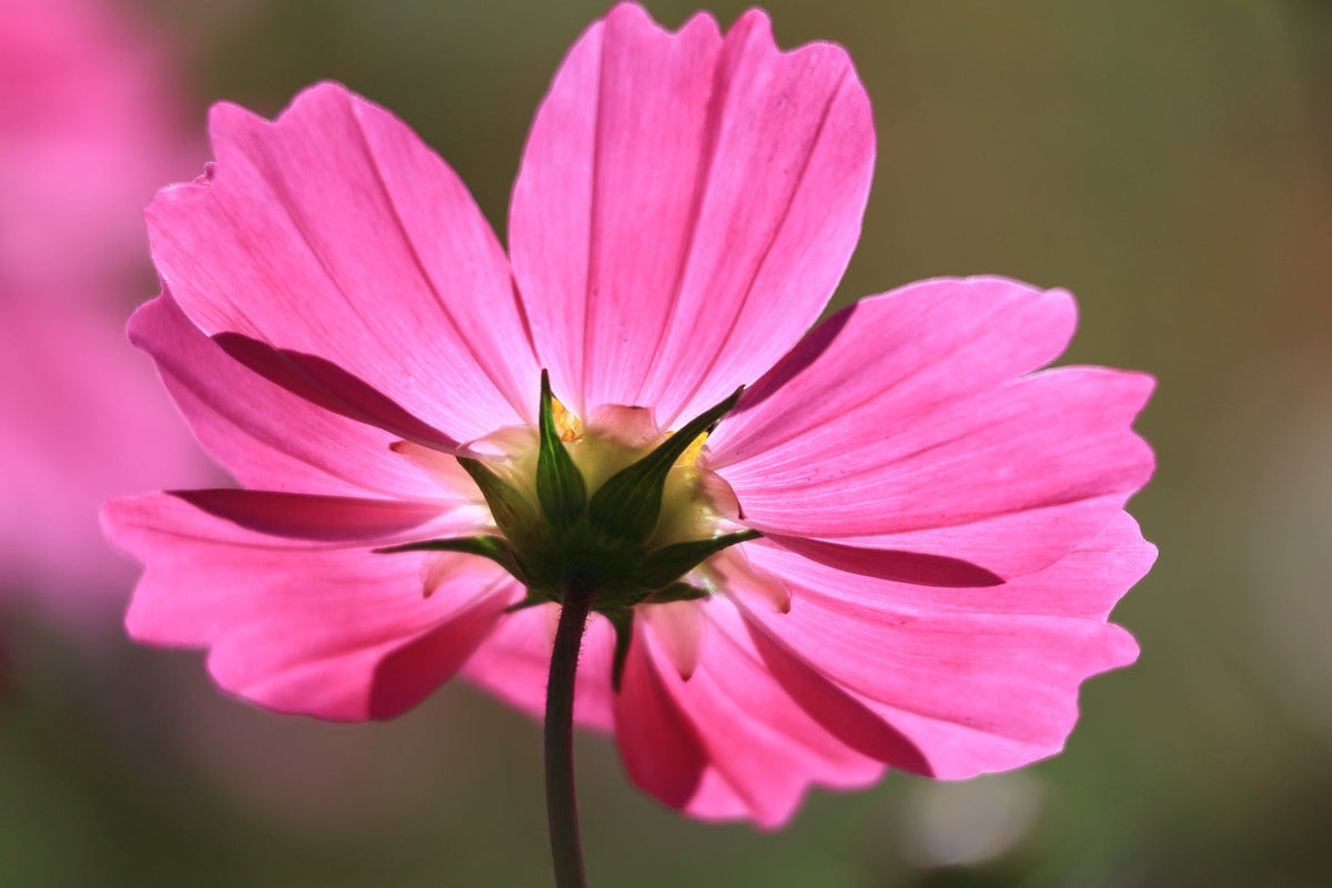 Canon RF-S 55-210mm f/5-7.1 IS STM lens - additional product view