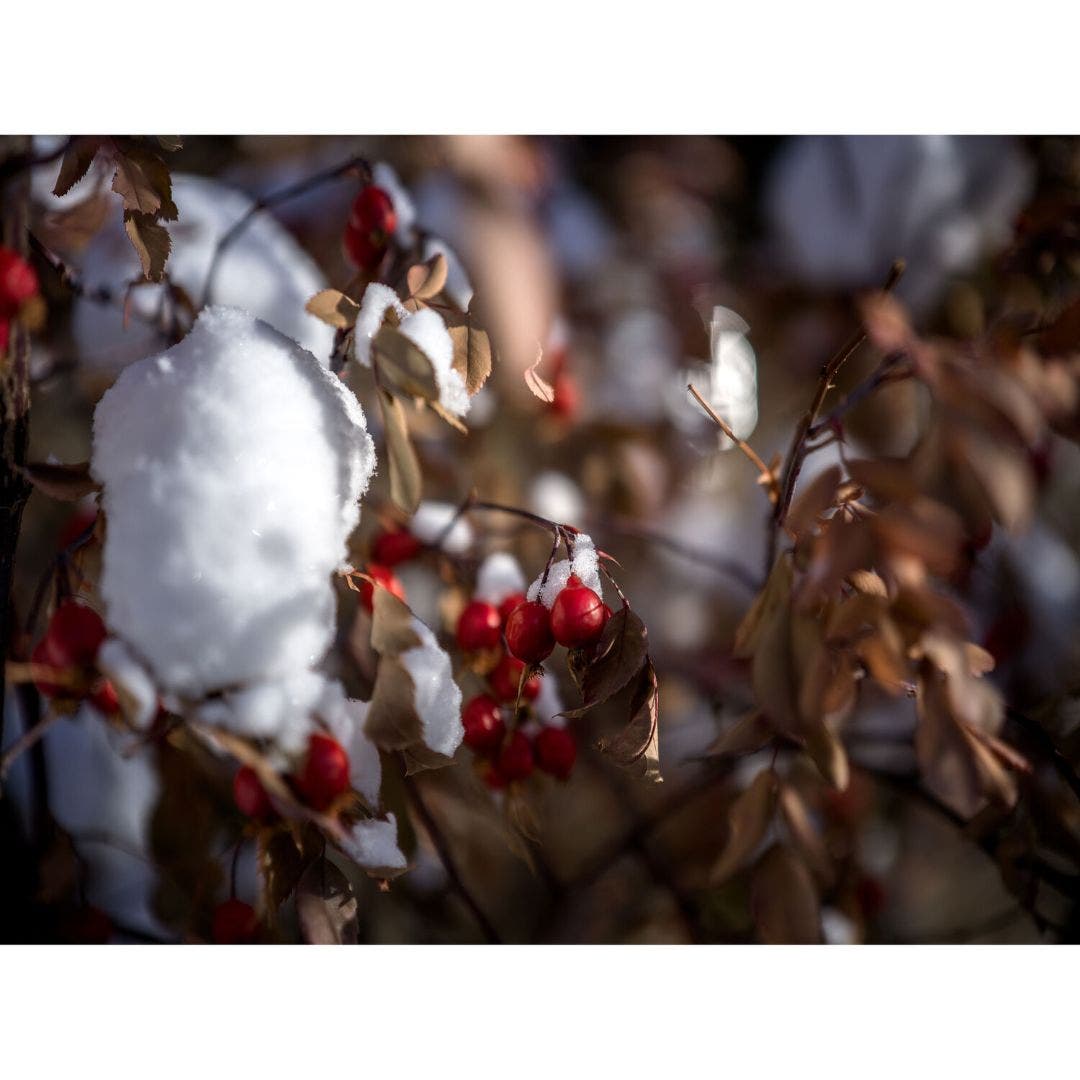 Hasselblad Filter ND8 67mm - additional product view