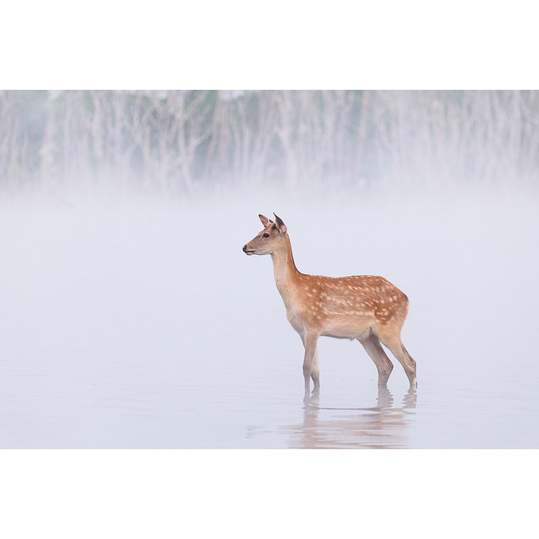 Panasonic Lumix S 100-500mm f/5-7.1 OIS Lens - additional product view