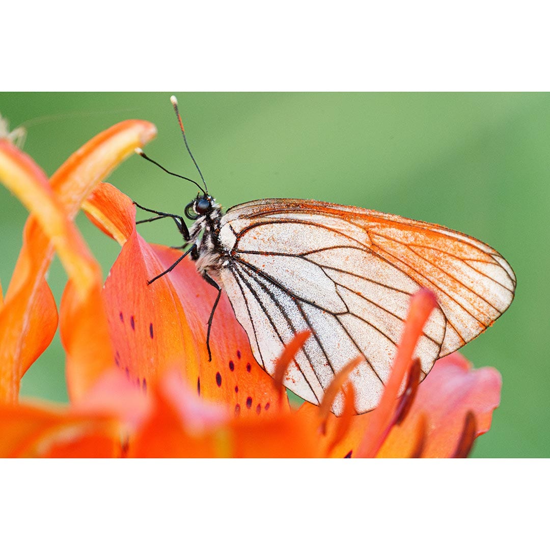 Panasonic Lumix S 100-500mm f/5-7.1 OIS Lens - additional product view