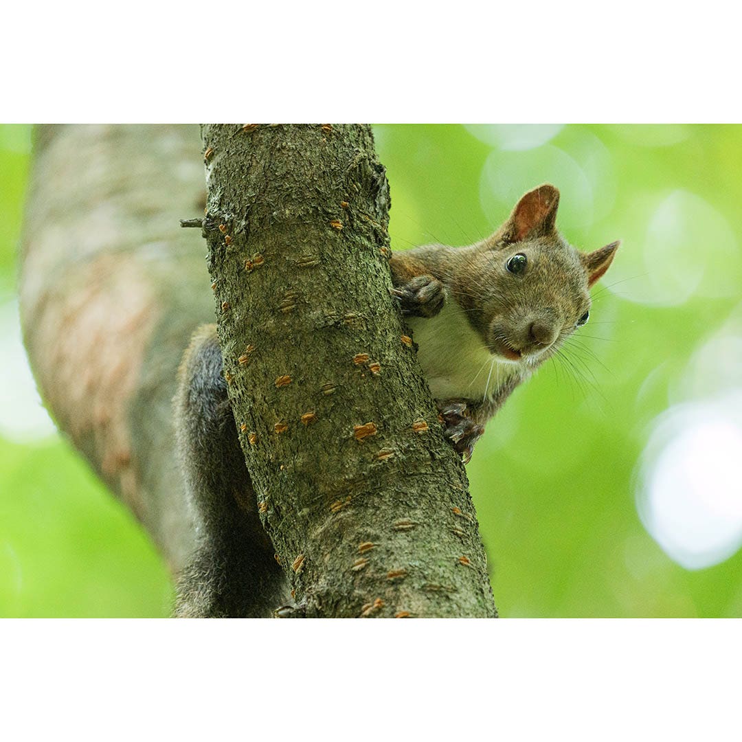 Panasonic Lumix S 100-500mm f/5-7.1 OIS Lens - additional product view