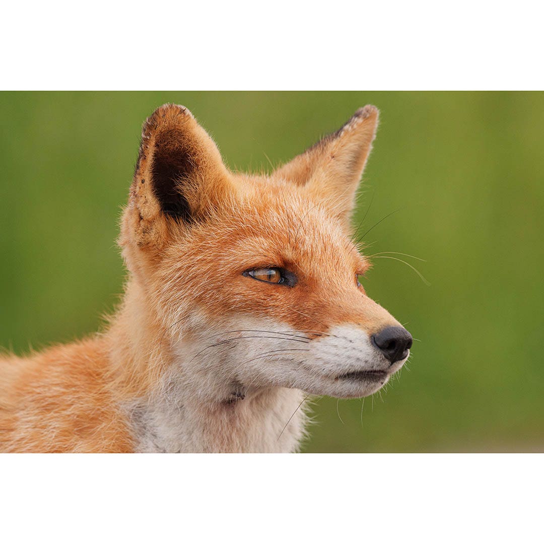Panasonic Lumix S 100-500mm f/5-7.1 OIS Lens - additional product view