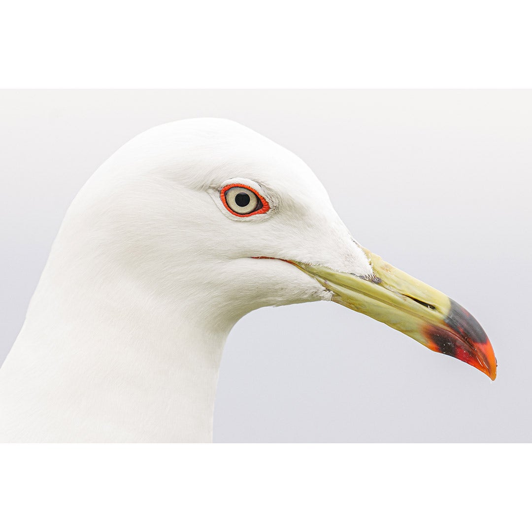 Panasonic Lumix S 100-500mm f/5-7.1 OIS Lens - additional product view