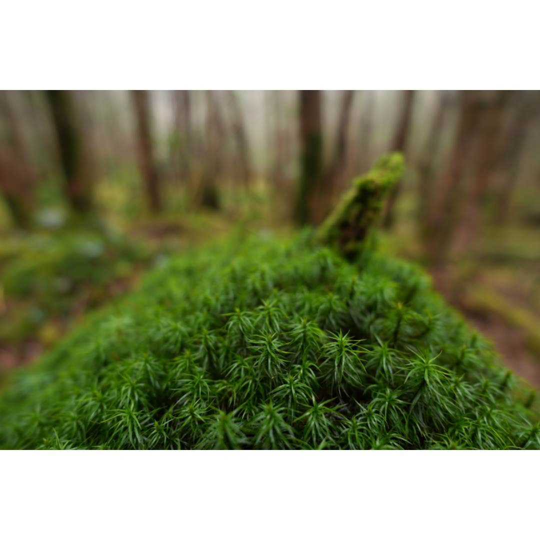 Sony FE 16mm F1.8 G Lens - additional product view
