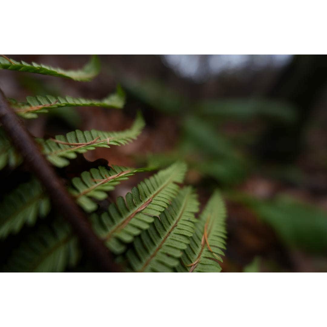 Sony FE 16mm F1.8 G Lens - additional product view