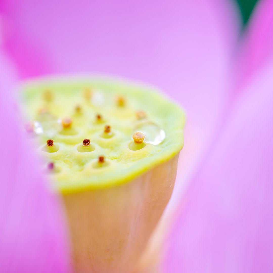 Tamron 90mm f/2.8 Di III Macro VXD Lens - For Nikon Z - additional product view
