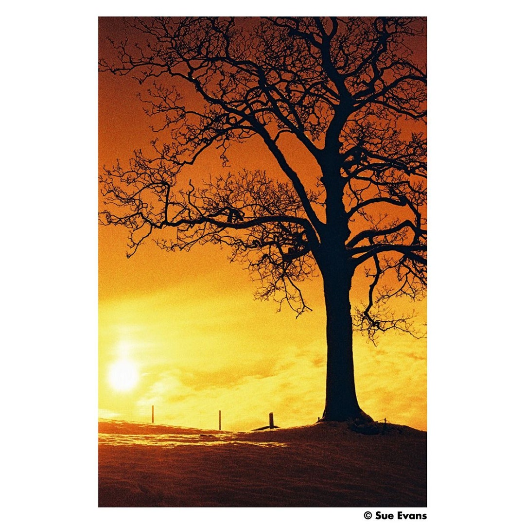 HARMAN FILM 135-36 HARMAN RED 125 - additional product view