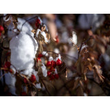 Hasselblad Filter ND8 77mm - additional product view