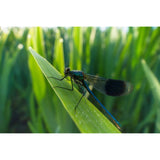 Laowa 15mm f/4.5 0.5X Wide Angle Macro (Auto Aperture) - Canon EF - additional product view