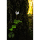 Laowa 15mm f/4.5 0.5X Wide Angle Macro (Auto Aperture) - Sony FE - additional product view