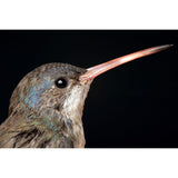 Laowa 180mm f/4.5 1.5x Ultra Macro APO  (Auto Focus) - Nikon Z - additional product view
