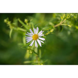 Laowa 180mm f/4.5 1.5x Ultra Macro APO  (Auto Focus) - Nikon Z - additional product view