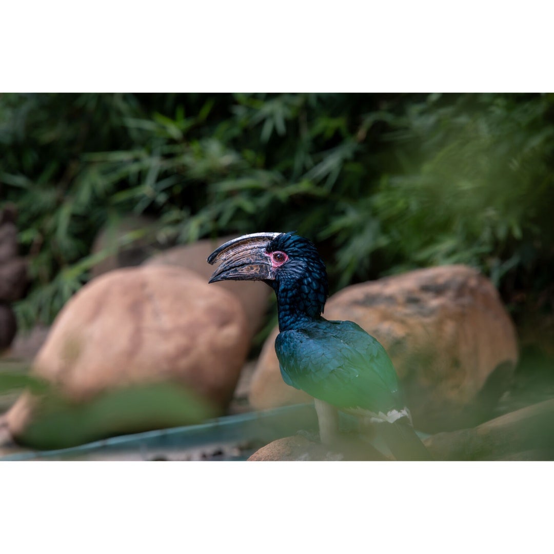 Laowa 180mm f/4.5 1.5x Ultra Macro APO  (Auto Focus) - Nikon Z - additional product view