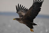 Nikon Nikkor Z 180-600mm f/5.6 - 6.3 VR Telephoto Lens - additional product view