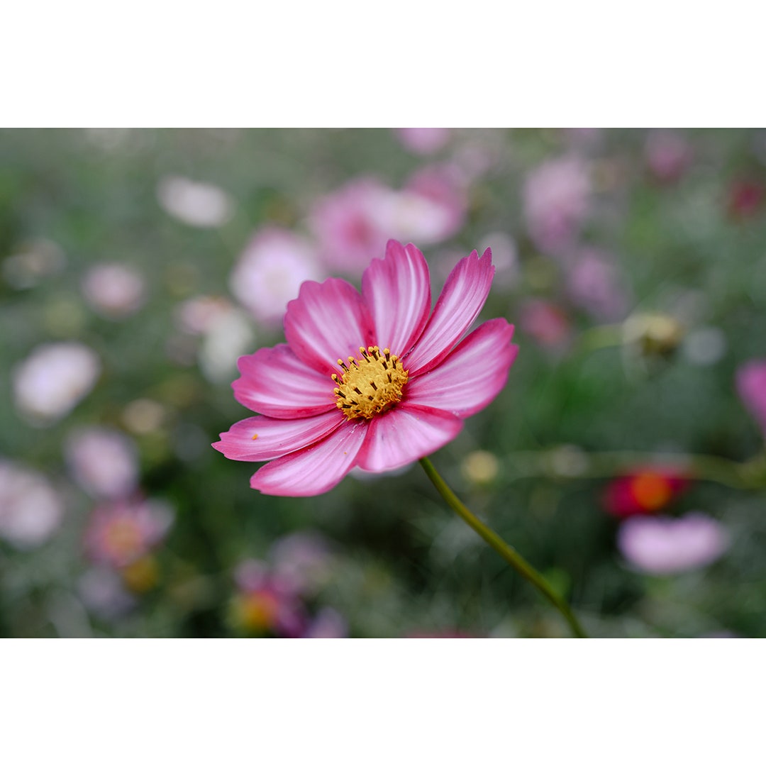 Nikon Nikkor Z 24-105mm f/4-7.1 Lens - additional product view