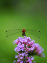 OM SYSTEM M.Zuiko ED 90mm f/3.5 Macro IS PRO Lens - Black - additional product view