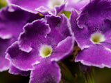 OM SYSTEM M.Zuiko ED 90mm f/3.5 Macro IS PRO Lens - Black - additional product view