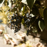 Panasonic LUMIX L10 - Black Premium Compact Camera - additional product view