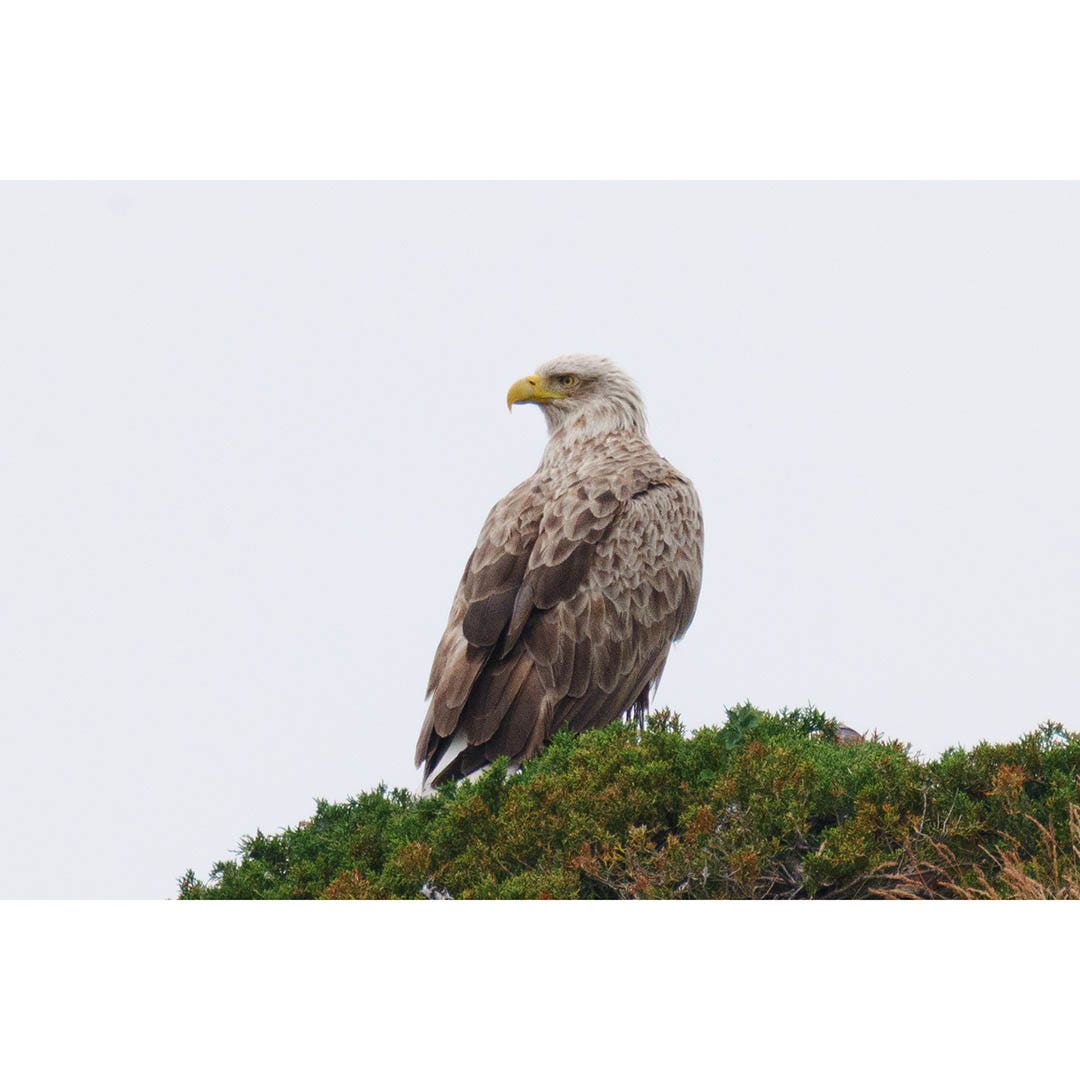 Panasonic Lumix S 100-500mm f/5-7.1 OIS Lens - additional product view