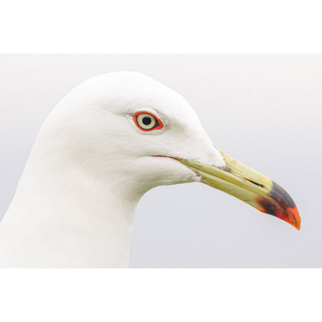 Panasonic Lumix S 100-500mm f/5-7.1 OIS Lens - additional product view