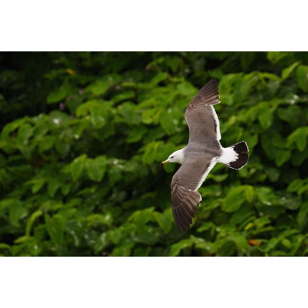 Panasonic Lumix S 100-500mm f/5-7.1 OIS Lens - additional product view