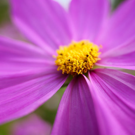 Panasonic Lumix S 28-200mm f/4-7.1 Macro OIS Lens - additional product view