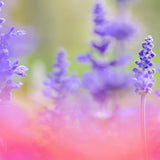 Panasonic Lumix S 28-200mm f/4-7.1 Macro OIS Lens - additional product view