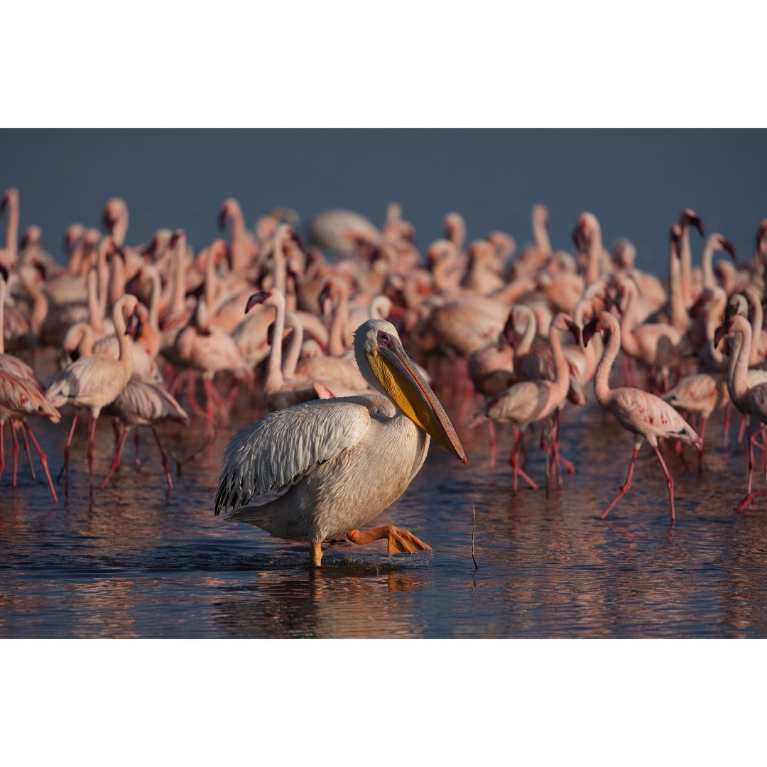 Sony Alpha A7R VI Compact System Camera (Body Only) - additional product view