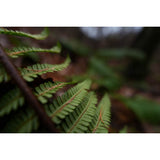 Sony FE 16mm F1.8 G Lens - additional product view