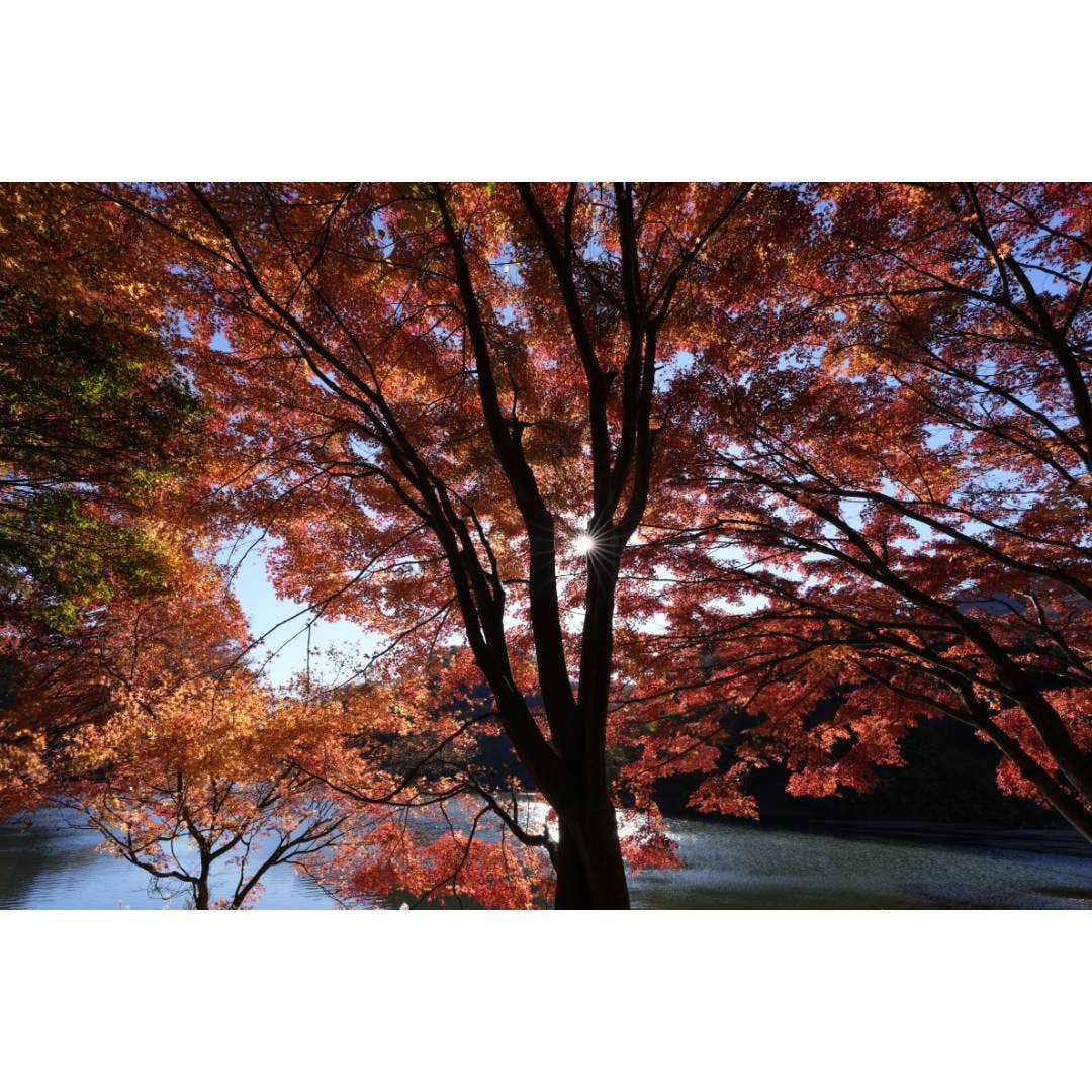 Sony FE 16mm F1.8 G Lens - additional product view