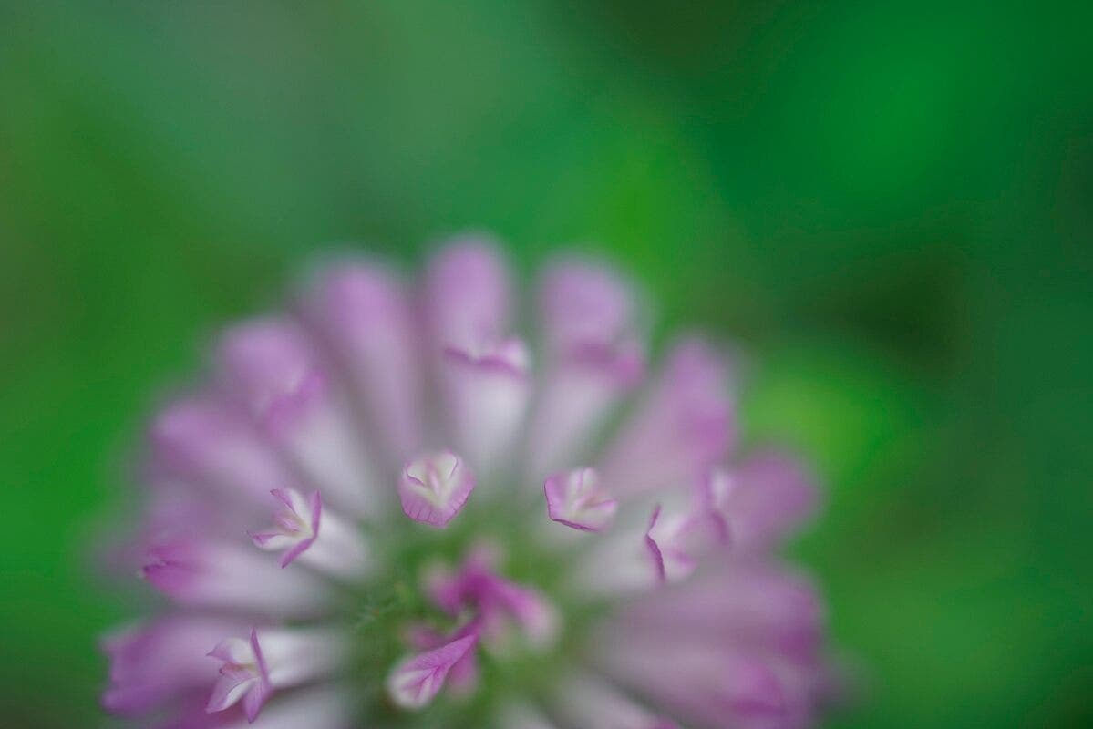 Sony FE 50mm f/2.8 Macro Lens - additional product view