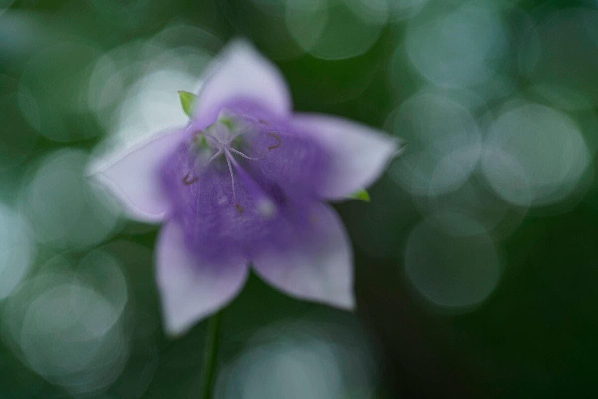 Sony FE 50mm f/2.8 Macro Lens - additional product view