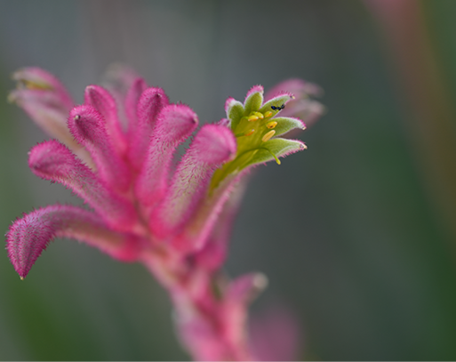 Sony FE 70-200mm Macro f/4 G OSS II Lens - additional product view