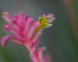 Sony FE 70-200mm Macro f/4 G OSS II Lens - additional product view